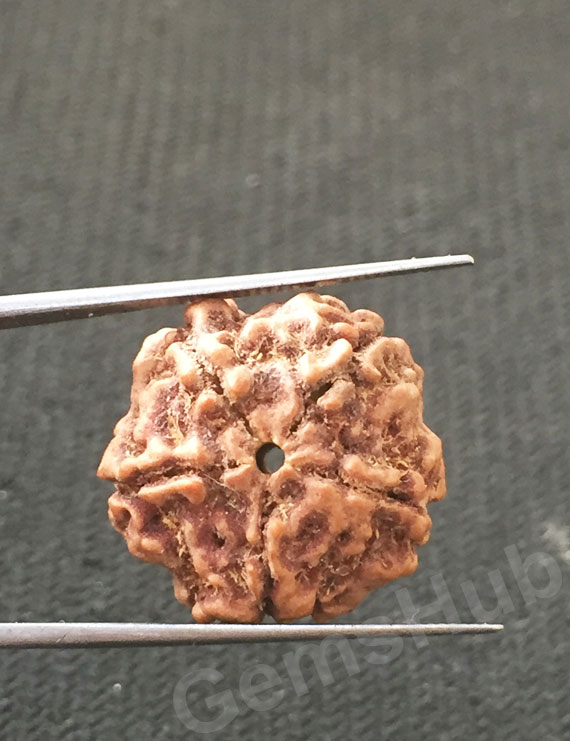 5 Mukhi Certified Nepali Rudraksha